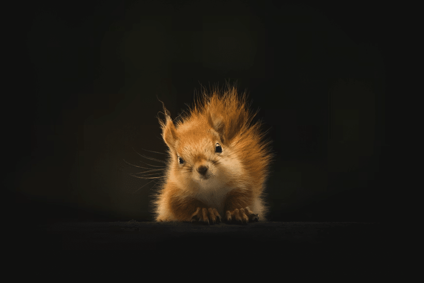 Why You Hear Scratching at Night and What to Do