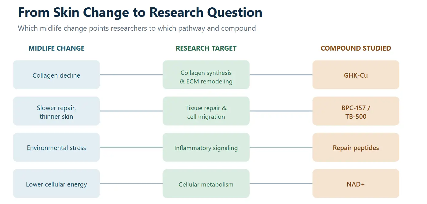 Flowchart showing midlife changes linked to research targets and studied compounds in three columns