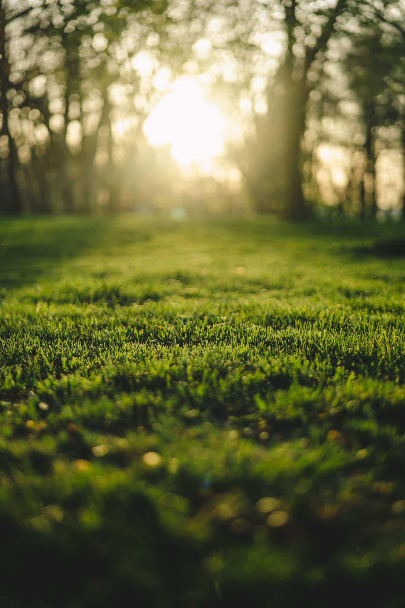 a beautiful lawn