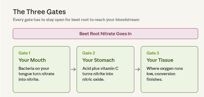 Flowchart illustrating the three stages of beet root nitrate conversion in the body