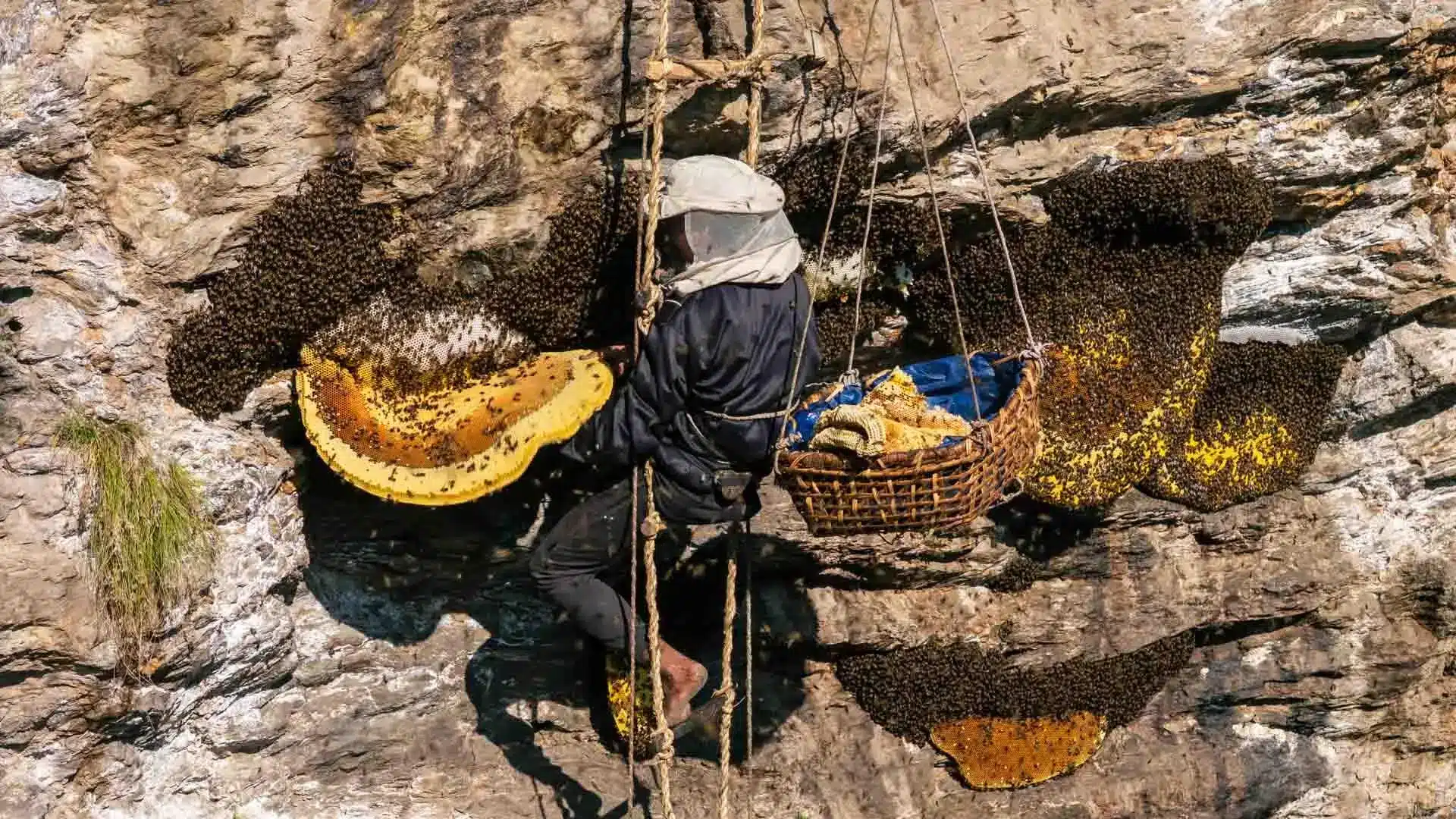 Beekeeper harvesting honeycomb from rock cliff with basket, surrounded by bees, under bright sunlight